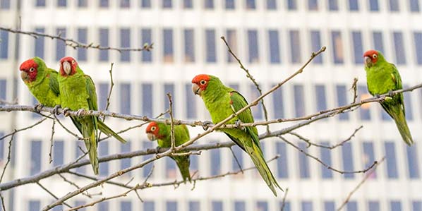 parrots and a tower block